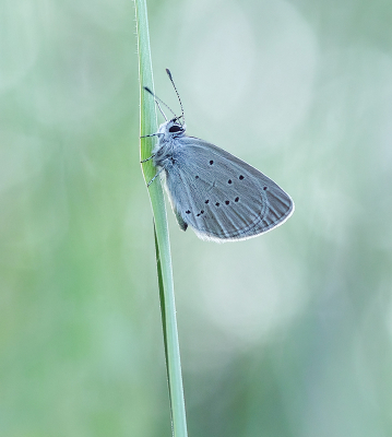 <i class='fa fa-user'></i>&nbsp;Jurgen Maassen&nbsp;|  Dwergblauwtje&nbsp; <i class='fa fa-eye'>&nbsp;70</i> &nbsp;<i class='fa fa-thumbs-up'>&nbsp;8</i> &nbsp; <i class='fa fa-comment-o'>&nbsp;5</i>