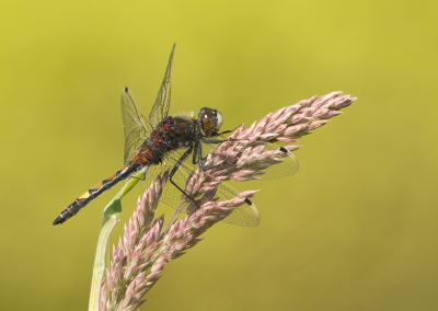 <i class='fa fa-user'></i>&nbsp;Truus Aletta Maan&nbsp;|  Gevlekte Witsnuitlibel&nbsp; <i class='fa fa-eye'>&nbsp;70</i> &nbsp;<i class='fa fa-thumbs-up'>&nbsp;4</i> &nbsp; <i class='fa fa-comment-o'>&nbsp;7</i>