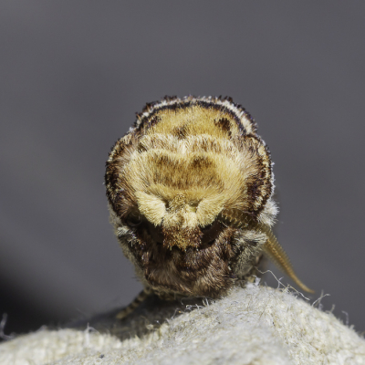 <i class='fa fa-user'></i>&nbsp;Martin Verbeeten&nbsp;|  Wapendrager&nbsp; <i class='fa fa-eye'>&nbsp;72</i> &nbsp;<i class='fa fa-thumbs-up'>&nbsp;3</i> &nbsp; <i class='fa fa-comment-o'>&nbsp;7</i>