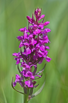 <i class='fa fa-user'></i>&nbsp;Cor&nbsp;|  Brede Orchis&nbsp; <i class='fa fa-eye'>&nbsp;82</i> &nbsp;<i class='fa fa-thumbs-up'>&nbsp;6</i> &nbsp; <i class='fa fa-comment-o'>&nbsp;6</i>