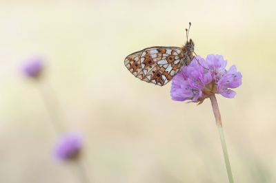 <i class='fa fa-user'></i>&nbsp;Johan van Gurp&nbsp;|  Zilveren Maan&nbsp; <i class='fa fa-eye'>&nbsp;72</i> &nbsp;<i class='fa fa-thumbs-up'>&nbsp;1</i> &nbsp; <i class='fa fa-comment-o'>&nbsp;5</i>