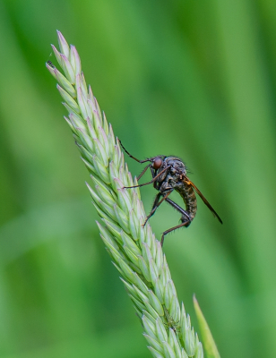 <i class='fa fa-user'></i>&nbsp;pietwil&nbsp;|  Grote Dansvlieg&nbsp; <i class='fa fa-eye'>&nbsp;45</i> &nbsp;<i class='fa fa-thumbs-up'>&nbsp;1</i> &nbsp; <i class='fa fa-comment-o'>&nbsp;1</i>