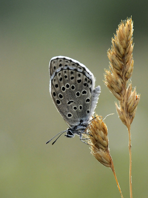 <i class='fa fa-user'></i>&nbsp;Mignon-Creative&nbsp;|  Tijmblauwtje&nbsp; <i class='fa fa-eye'>&nbsp;55</i> &nbsp;<i class='fa fa-thumbs-up'>&nbsp;4</i> &nbsp; <i class='fa fa-comment-o'>&nbsp;4</i>