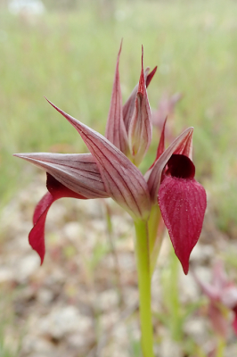 <i class='fa fa-user'></i>&nbsp;A. Soeting&nbsp;|  Gewone Tongorchis&nbsp; <i class='fa fa-eye'>&nbsp;70</i> &nbsp;<i class='fa fa-thumbs-up'>&nbsp;2</i> &nbsp; <i class='fa fa-comment-o'>&nbsp;4</i>