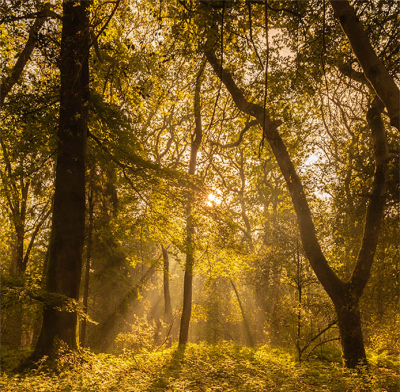 <i class='fa fa-user'></i>&nbsp;wimwes&nbsp;|  Norgerhout&nbsp; <i class='fa fa-eye'>&nbsp;69</i> &nbsp; <i class='fa fa-comment-o'>&nbsp;3</i>