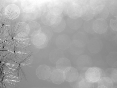 <i class='fa fa-user'></i>&nbsp;rixte&nbsp;|  Paardenbloem&nbsp; <i class='fa fa-eye'>&nbsp;61</i> &nbsp;<i class='fa fa-thumbs-up'>&nbsp;2</i> &nbsp; <i class='fa fa-comment-o'>&nbsp;7</i>