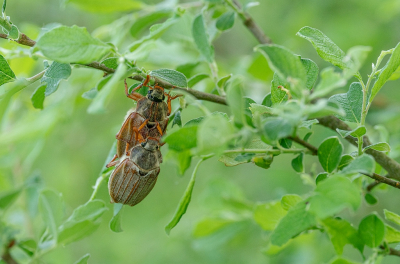 <i class='fa fa-user'></i>&nbsp;Tim Oord&nbsp;|  Gewone Meikever&nbsp; <i class='fa fa-eye'>&nbsp;52</i> &nbsp; <i class='fa fa-comment-o'>&nbsp;0</i>