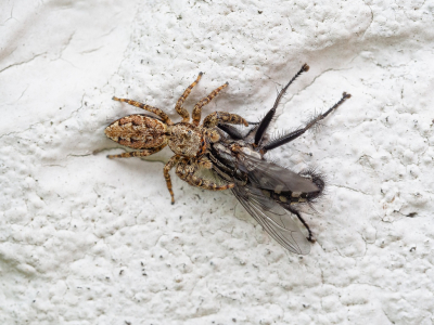 <i class='fa fa-user'></i>&nbsp;Tim Oord&nbsp;|  Schorsmarpissa & Grijze Vleesvlieg&nbsp; <i class='fa fa-eye'>&nbsp;82</i> &nbsp;<i class='fa fa-thumbs-up'>&nbsp;3</i> &nbsp; <i class='fa fa-comment-o'>&nbsp;3</i>