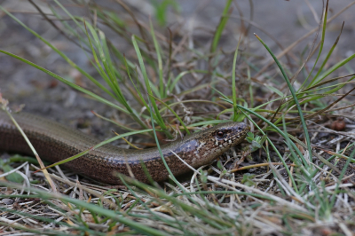 <i class='fa fa-user'></i>&nbsp;Henk Baptist&nbsp;|  Hazelworm&nbsp; <i class='fa fa-eye'>&nbsp;71</i> &nbsp;<i class='fa fa-thumbs-up'>&nbsp;2</i> &nbsp; <i class='fa fa-comment-o'>&nbsp;1</i>