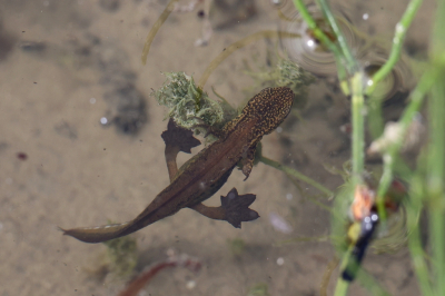 <i class='fa fa-user'></i>&nbsp;Henk Baptist&nbsp;|  Vinpootsalamander&nbsp; <i class='fa fa-eye'>&nbsp;87</i> &nbsp;<i class='fa fa-thumbs-up'>&nbsp;4</i> &nbsp; <i class='fa fa-comment-o'>&nbsp;3</i>