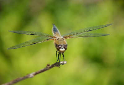 <i class='fa fa-user'></i>&nbsp;Jurgen Maassen&nbsp;|  Viervlek&nbsp; <i class='fa fa-eye'>&nbsp;62</i> &nbsp;<i class='fa fa-thumbs-up'>&nbsp;4</i> &nbsp; <i class='fa fa-comment-o'>&nbsp;3</i>
