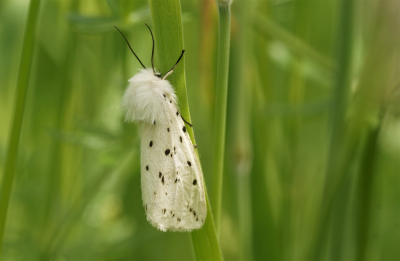 <i class='fa fa-user'></i>&nbsp;Jelle Bakker&nbsp;|  Witte Tijger&nbsp; <i class='fa fa-eye'>&nbsp;55</i> &nbsp;<i class='fa fa-thumbs-up'>&nbsp;1</i> &nbsp; <i class='fa fa-comment-o'>&nbsp;2</i>