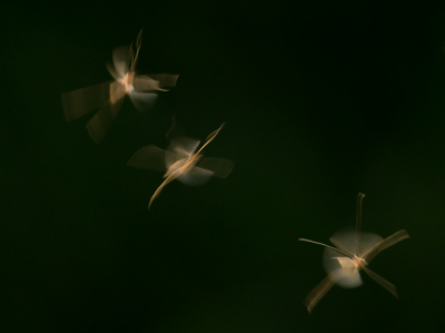 Met wat gedemd avondlicht en een donkere achtergrond, kon ik de bewegingen van deze dansende mugjes vast leggen.