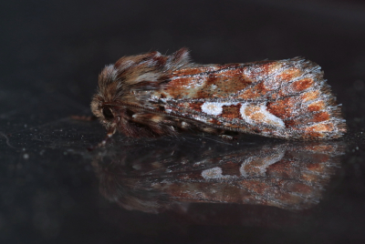 <i class='fa fa-user'></i>&nbsp;rixte&nbsp;|  Dennenuil&nbsp; <i class='fa fa-eye'>&nbsp;75</i> &nbsp;<i class='fa fa-thumbs-up'>&nbsp;4</i> &nbsp; <i class='fa fa-comment-o'>&nbsp;9</i>