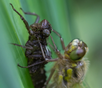 <i class='fa fa-user'></i>&nbsp;Eef Kieft&nbsp;|  Viervlek&nbsp; <i class='fa fa-eye'>&nbsp;46</i> &nbsp; <i class='fa fa-comment-o'>&nbsp;0</i>