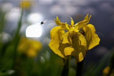 Titel voor het fotograferen voor deze seizoensopdracht is:  
"Vliegen van bloem naar lichtcirkels",    's Morgens richting oostzon. 
Een niet gedefinieerd insect zo groot als de tekening op het voorste blad van de Gele lis en groter dan een normale hommel, vliegt vanaf een blad richting de oostzon.