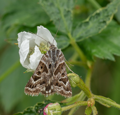 <i class='fa fa-user'></i>&nbsp;Tim Oord&nbsp;|  Mi-vlinder&nbsp; <i class='fa fa-eye'>&nbsp;52</i> &nbsp; <i class='fa fa-comment-o'>&nbsp;4</i>