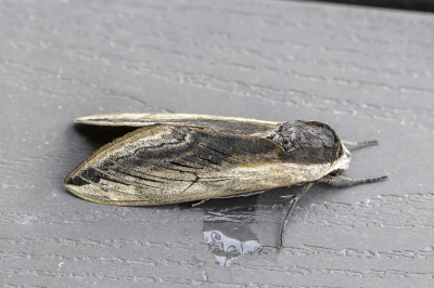 <i class='fa fa-user'></i>&nbsp;Martin Verbeeten&nbsp;|  Ligusterpijlstaart&nbsp; <i class='fa fa-eye'>&nbsp;56</i> &nbsp;<i class='fa fa-thumbs-up'>&nbsp;1</i> &nbsp; <i class='fa fa-comment-o'>&nbsp;3</i>