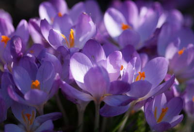 <i class='fa fa-user'></i>&nbsp;susan meijnders&nbsp;|  Boerenkrokus&nbsp; <i class='fa fa-eye'>&nbsp;51</i> &nbsp;<i class='fa fa-thumbs-up'>&nbsp;1</i> &nbsp; <i class='fa fa-comment-o'>&nbsp;6</i>