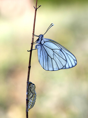 <i class='fa fa-user'></i>&nbsp;Mignon-Creative&nbsp;|  Groot Geaderd Witje&nbsp; <i class='fa fa-eye'>&nbsp;103</i> &nbsp;<i class='fa fa-thumbs-up'>&nbsp;15</i> &nbsp; <i class='fa fa-comment-o'>&nbsp;6</i>