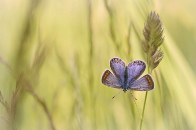 <i class='fa fa-user'></i>&nbsp;Nel R&nbsp;|  Icarusblauwtje&nbsp; <i class='fa fa-eye'>&nbsp;80</i> &nbsp;<i class='fa fa-thumbs-up'>&nbsp;8</i> &nbsp; <i class='fa fa-comment-o'>&nbsp;7</i>