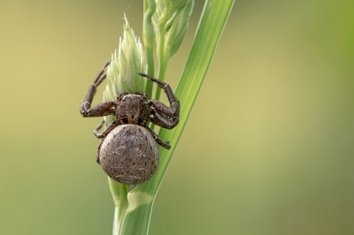 <i class='fa fa-user'></i>&nbsp;Johan van Gurp&nbsp;|  Krabspin sp.&nbsp; <i class='fa fa-eye'>&nbsp;61</i> &nbsp;<i class='fa fa-thumbs-up'>&nbsp;4</i> &nbsp; <i class='fa fa-comment-o'>&nbsp;4</i>