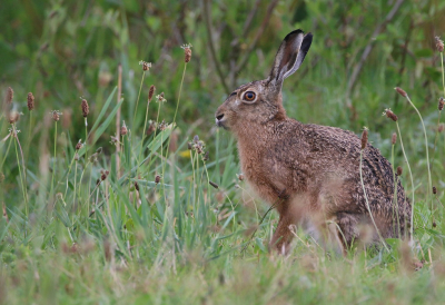 <i class='fa fa-user'></i>&nbsp;Ruben de Bruijn&nbsp;|  Haas&nbsp; <i class='fa fa-eye'>&nbsp;62</i> &nbsp;<i class='fa fa-thumbs-up'>&nbsp;1</i> &nbsp; <i class='fa fa-comment-o'>&nbsp;3</i>
