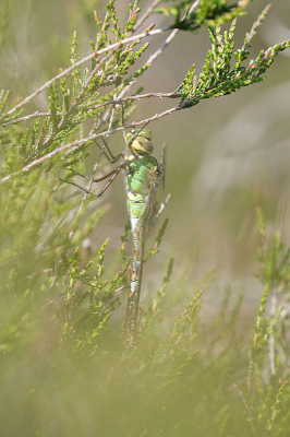 <i class='fa fa-user'></i>&nbsp;David Ruijs&nbsp;|  Grote Keizerlibel&nbsp; <i class='fa fa-eye'>&nbsp;62</i> &nbsp;<i class='fa fa-thumbs-up'>&nbsp;1</i> &nbsp; <i class='fa fa-comment-o'>&nbsp;5</i>