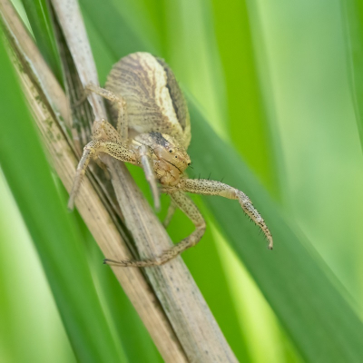 <i class='fa fa-user'></i>&nbsp;harrie69&nbsp;|  Moeraskrabspin&nbsp; <i class='fa fa-eye'>&nbsp;49</i> &nbsp; <i class='fa fa-comment-o'>&nbsp;2</i>