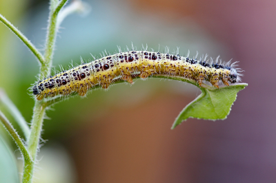 <i class='fa fa-user'></i>&nbsp;Pieter  LJ&nbsp;|  Groot Koolwitje&nbsp; <i class='fa fa-eye'>&nbsp;55</i> &nbsp;<i class='fa fa-thumbs-up'>&nbsp;1</i> &nbsp; <i class='fa fa-comment-o'>&nbsp;1</i>