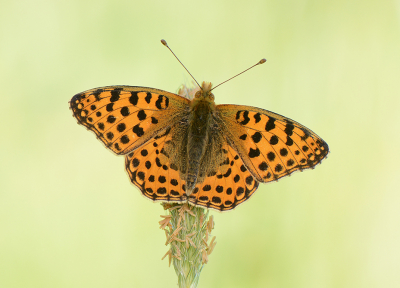 <i class='fa fa-user'></i>&nbsp;koekieman&nbsp;|  Kleine Parelmoervlinder&nbsp; <i class='fa fa-eye'>&nbsp;114</i> &nbsp;<i class='fa fa-thumbs-up'>&nbsp;8</i> &nbsp; <i class='fa fa-comment-o'>&nbsp;4</i>