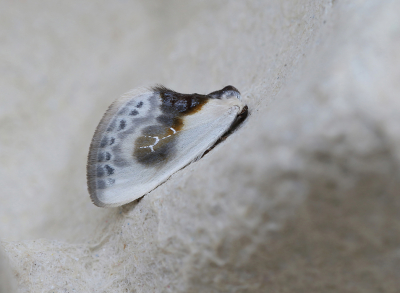 <i class='fa fa-user'></i>&nbsp;Ad Sprang&nbsp;|  Witte Eenstaart&nbsp; <i class='fa fa-eye'>&nbsp;153</i> &nbsp;<i class='fa fa-thumbs-up'>&nbsp;11</i> &nbsp; <i class='fa fa-comment-o'>&nbsp;8</i>