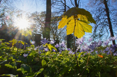 Deze opname is links naast de vorig ge-uploade foto nu in het tijdelijk album gemaakt. Ook weer op het Aldi statiefje en scherp gesteld op het esdoorn blad vanwege het zonne effect. Het maximum dat de Sony SLT A 77V presteert.
Ook met f 22.