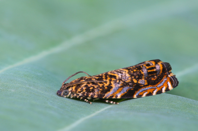 <i class='fa fa-user'></i>&nbsp;Robert Rodenburg&nbsp;|  Schorsboorder&nbsp; <i class='fa fa-eye'>&nbsp;109</i> &nbsp;<i class='fa fa-thumbs-up'>&nbsp;9</i> &nbsp; <i class='fa fa-comment-o'>&nbsp;11</i>