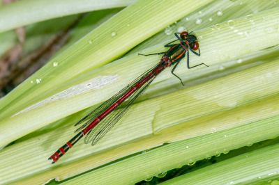 <i class='fa fa-user'></i>&nbsp;Louis56&nbsp;|  Vuurjuffer&nbsp; <i class='fa fa-eye'>&nbsp;55</i> &nbsp; <i class='fa fa-comment-o'>&nbsp;0</i>