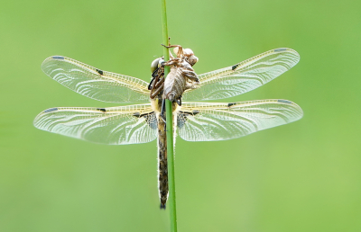 <i class='fa fa-user'></i>&nbsp;nelappelmelk&nbsp;|  Viervlek&nbsp; <i class='fa fa-eye'>&nbsp;79</i> &nbsp;<i class='fa fa-thumbs-up'>&nbsp;7</i> &nbsp; <i class='fa fa-comment-o'>&nbsp;6</i>