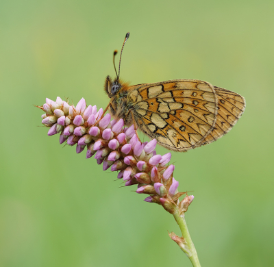 <i class='fa fa-user'></i>&nbsp;Jurgen Maassen&nbsp;|  Ringoogparelmoervlinder&nbsp; <i class='fa fa-eye'>&nbsp;73</i> &nbsp;<i class='fa fa-thumbs-up'>&nbsp;5</i> &nbsp; <i class='fa fa-comment-o'>&nbsp;4</i>