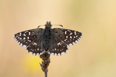 <i class='fa fa-user'></i>&nbsp;Johan van Gurp&nbsp;|  Aardbeivlinder&nbsp; <i class='fa fa-eye'>&nbsp;85</i> &nbsp;<i class='fa fa-thumbs-up'>&nbsp;4</i> &nbsp; <i class='fa fa-comment-o'>&nbsp;4</i>