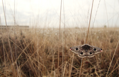 <i class='fa fa-user'></i>&nbsp;Thyrza&nbsp;|  Nachtpauwoog&nbsp; <i class='fa fa-eye'>&nbsp;165</i> &nbsp;<i class='fa fa-thumbs-up'>&nbsp;6</i> &nbsp; <i class='fa fa-comment-o'>&nbsp;9</i>