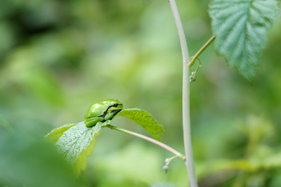 <i class='fa fa-user'></i>&nbsp;Piet van de Wiel&nbsp;|  Europese Boomkikker&nbsp; <i class='fa fa-eye'>&nbsp;79</i> &nbsp;<i class='fa fa-thumbs-up'>&nbsp;1</i> &nbsp; <i class='fa fa-comment-o'>&nbsp;1</i>