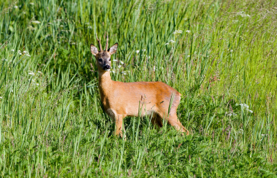 <i class='fa fa-user'></i>&nbsp;Ties Niehof&nbsp;|  Ree&nbsp; <i class='fa fa-eye'>&nbsp;71</i> &nbsp;<i class='fa fa-thumbs-up'>&nbsp;1</i> &nbsp; <i class='fa fa-comment-o'>&nbsp;1</i>