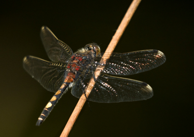 <i class='fa fa-user'></i>&nbsp;Truus Aletta Maan&nbsp;|  Gevlekte Witsnuitlibel&nbsp; <i class='fa fa-eye'>&nbsp;64</i> &nbsp;<i class='fa fa-thumbs-up'>&nbsp;1</i> &nbsp; <i class='fa fa-comment-o'>&nbsp;2</i>