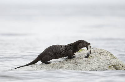 <i class='fa fa-user'></i>&nbsp;Eric Gibcus&nbsp;|  Otter&nbsp; <i class='fa fa-eye'>&nbsp;148</i> &nbsp;<i class='fa fa-thumbs-up'>&nbsp;3</i> &nbsp; <i class='fa fa-comment-o'>&nbsp;4</i>