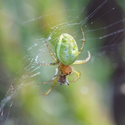 <i class='fa fa-user'></i>&nbsp;harrie69&nbsp;|  Gewone Komkommerspin&nbsp; <i class='fa fa-eye'>&nbsp;61</i> &nbsp; <i class='fa fa-comment-o'>&nbsp;1</i>