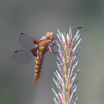 <i class='fa fa-user'></i>&nbsp;harrie69&nbsp;|  Platbuik&nbsp; <i class='fa fa-eye'>&nbsp;96</i> &nbsp;<i class='fa fa-thumbs-up'>&nbsp;6</i> &nbsp; <i class='fa fa-comment-o'>&nbsp;11</i>