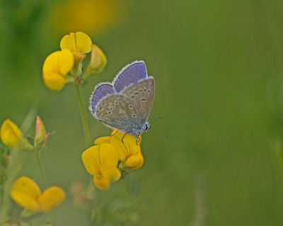 <i class='fa fa-user'></i>&nbsp;Cor&nbsp;|  Icarusblauwtje&nbsp; <i class='fa fa-eye'>&nbsp;88</i> &nbsp;<i class='fa fa-thumbs-up'>&nbsp;1</i> &nbsp; <i class='fa fa-comment-o'>&nbsp;6</i>