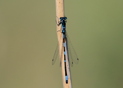 <i class='fa fa-user'></i>&nbsp;Marie-Jos� Boon&nbsp;|  Variabele Waterjuffer&nbsp; <i class='fa fa-eye'>&nbsp;68</i> &nbsp;<i class='fa fa-thumbs-up'>&nbsp;1</i> &nbsp; <i class='fa fa-comment-o'>&nbsp;6</i>