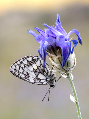 <i class='fa fa-user'></i>&nbsp;Mignon-Creative&nbsp;|  Dambordje&nbsp; <i class='fa fa-eye'>&nbsp;64</i> &nbsp;<i class='fa fa-thumbs-up'>&nbsp;3</i> &nbsp; <i class='fa fa-comment-o'>&nbsp;4</i>