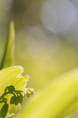 <i class='fa fa-user'></i>&nbsp;rixte&nbsp;|  Lelietje-van-dalen&nbsp; <i class='fa fa-eye'>&nbsp;74</i> &nbsp; <i class='fa fa-comment-o'>&nbsp;3</i>