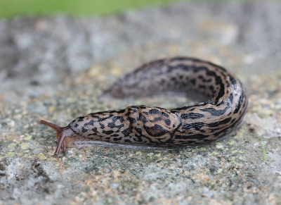 <i class='fa fa-user'></i>&nbsp;Paul Vandebroek&nbsp;|  Tijgerslak&nbsp; <i class='fa fa-eye'>&nbsp;74</i> &nbsp;<i class='fa fa-thumbs-up'>&nbsp;5</i> &nbsp; <i class='fa fa-comment-o'>&nbsp;5</i>